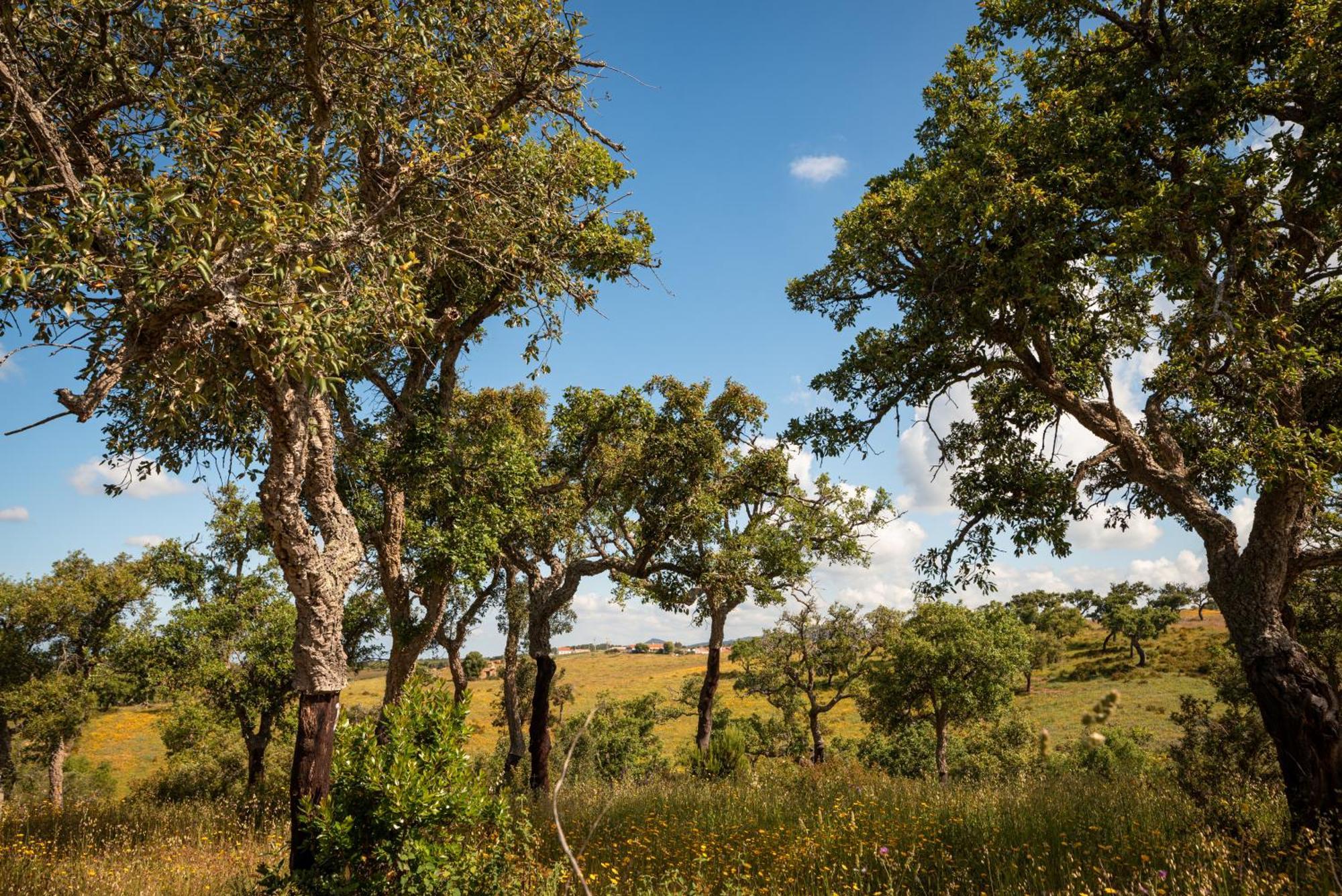 Eco Glamping Portugal Nature Lodge São Luis Eksteriør billede